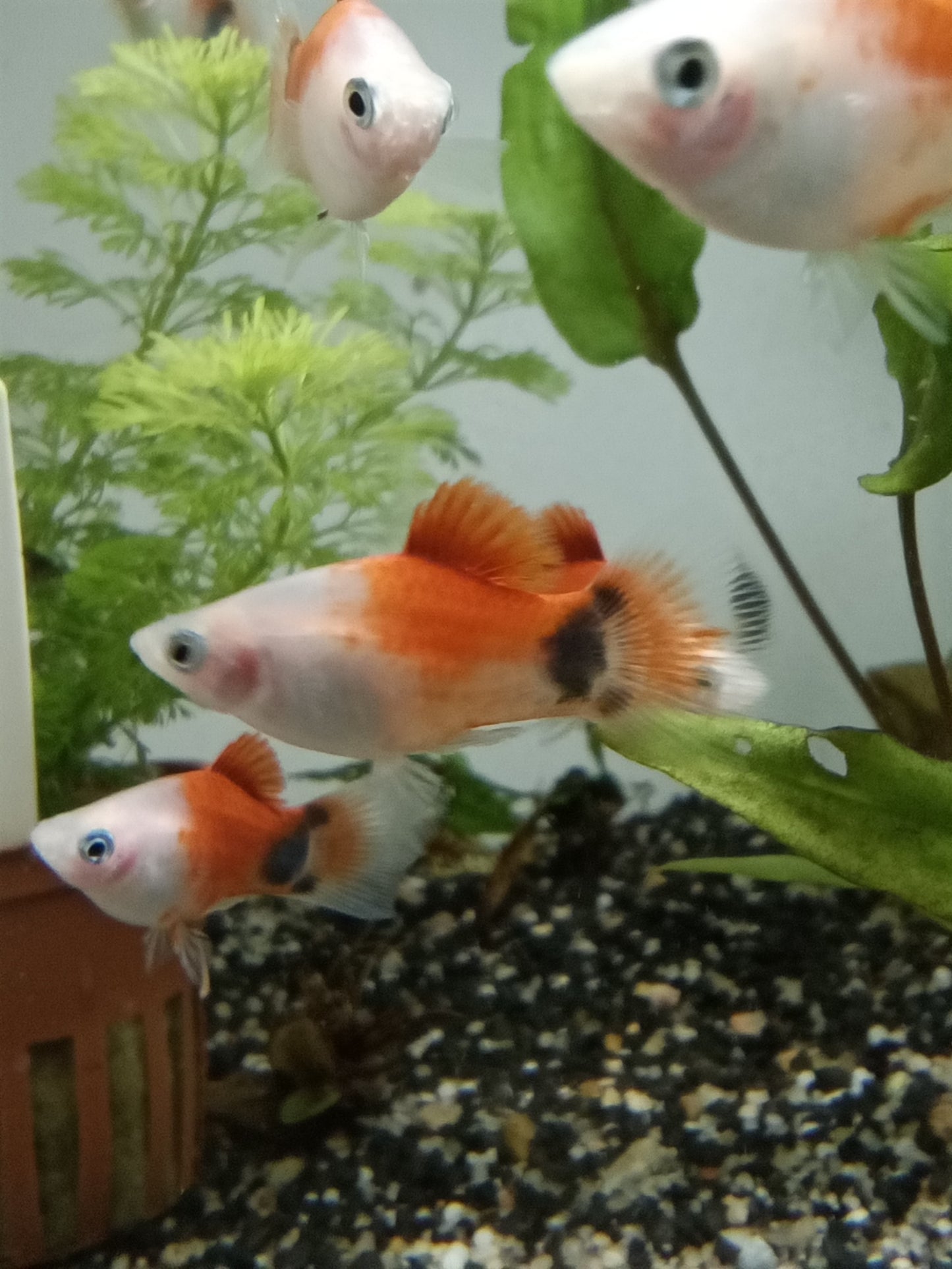 Platy Apple Moon