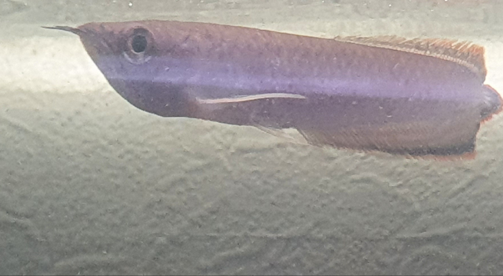 Schwarzer Arowana